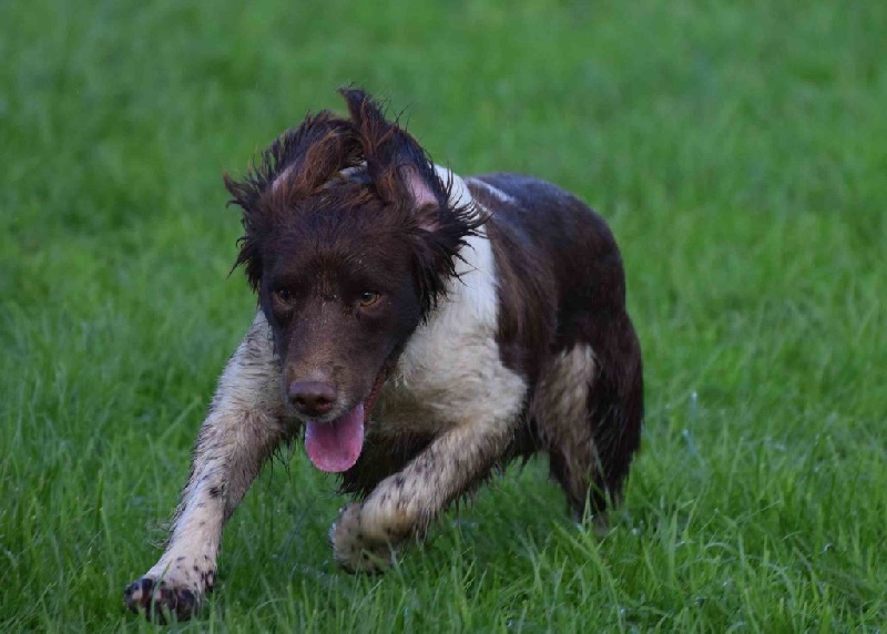 Publication : of Glharama Auteur : Glharama Gundogs
