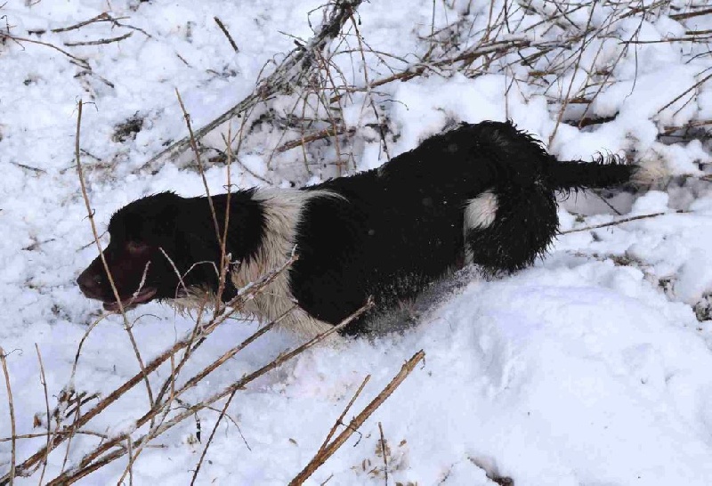 Publication : of Glharama Auteur : Glharama Gundogs