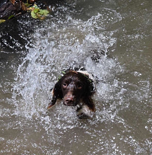 Publication : of Glharama Auteur : Glharama Gundogs