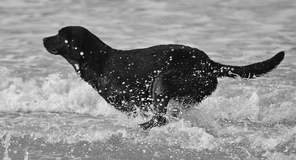 Rupper (nom de pedigree rochas) of Glharama