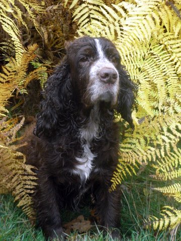 Publication : d'un sang de feu