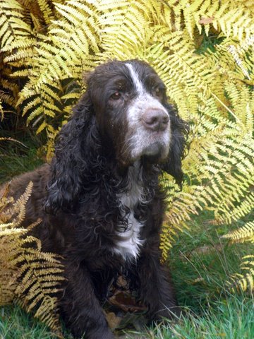 Publication : d'un sang de feu