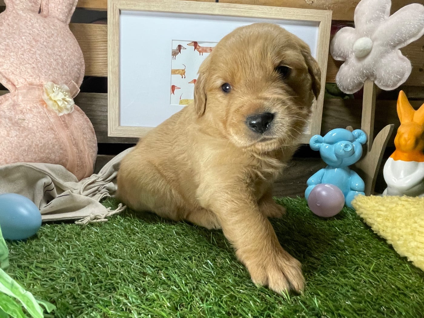 Chiot N°3 - Golden Retriever