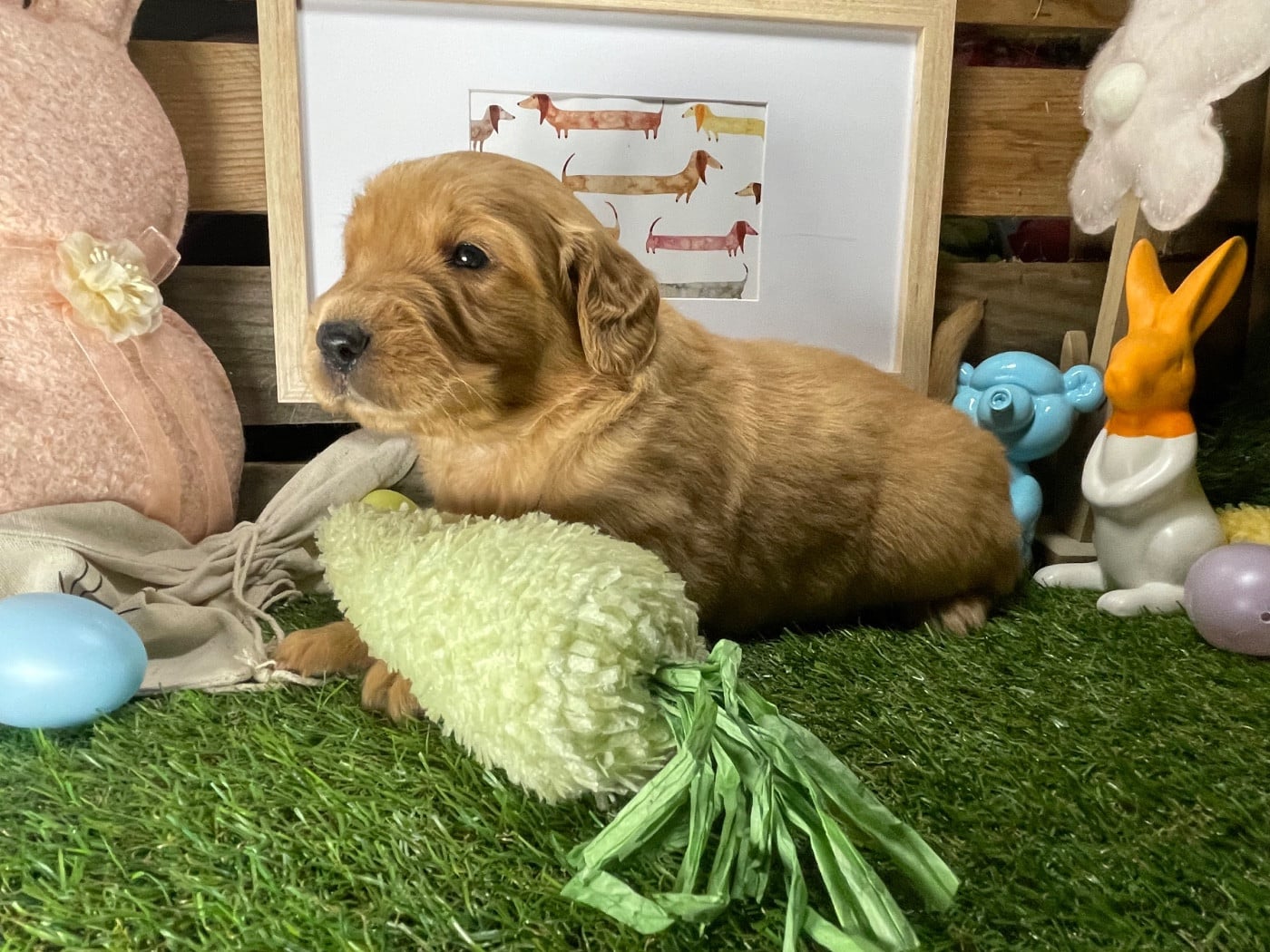 Chiot N°6 - Golden Retriever