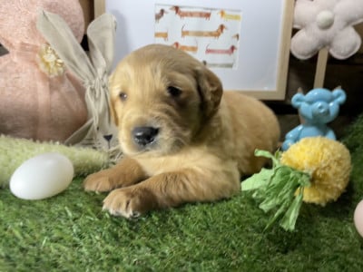 Chiot N°1 - Golden Retriever