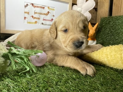Chiot N°2 - Golden Retriever