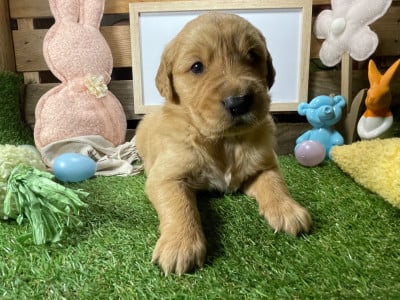 Chiot N°4 - Golden Retriever
