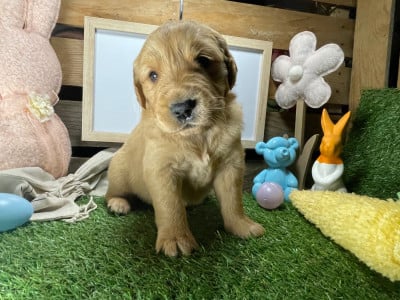 Chiot N°5 - Golden Retriever