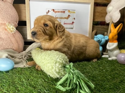 Chiot N°6 - Golden Retriever