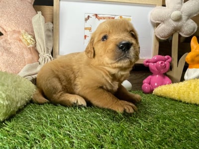 Les chiots de Golden Retriever