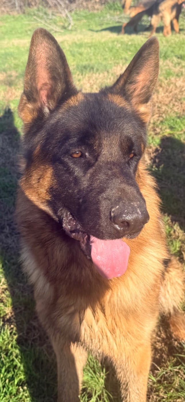 VAILLANT des fideles de la chataigneraie