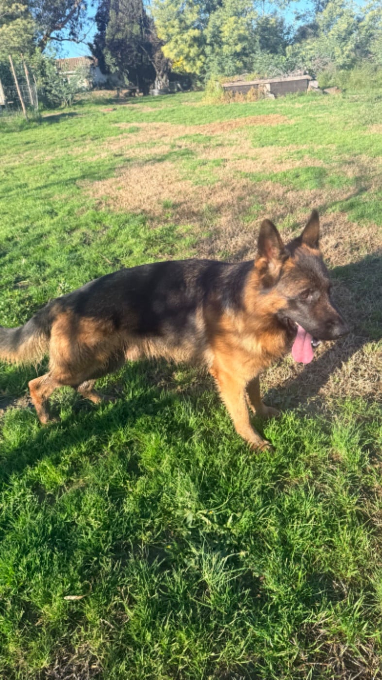 VAILLANT des fideles de la chataigneraie