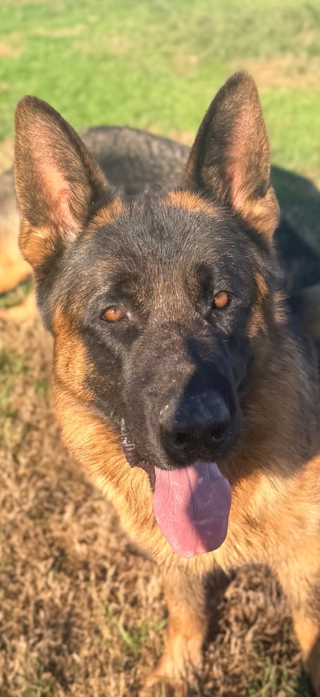 VAILLANT des fideles de la chataigneraie