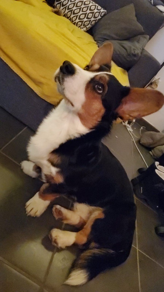 Publication : des fideles de la chataigneraie