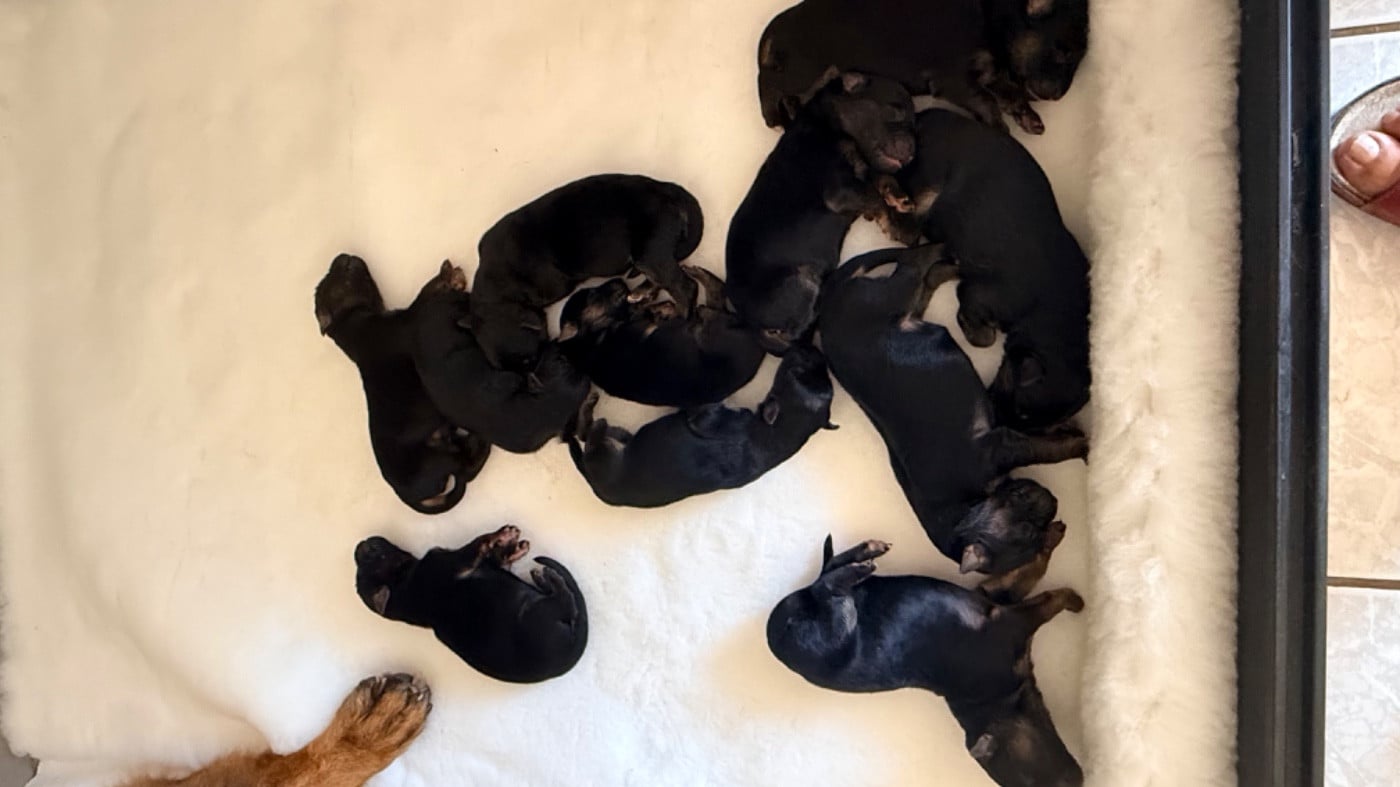 CHIOT 10 - Berger Allemand Poil Long