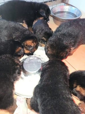 Les chiots de Berger Allemand
