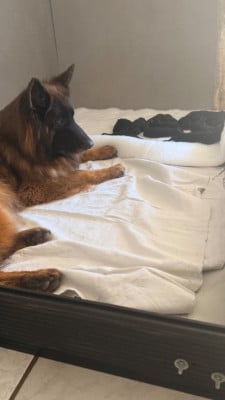 Les chiots de Berger Allemand Poil Long