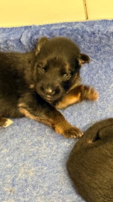 Les chiots de Berger Allemand Poil Long