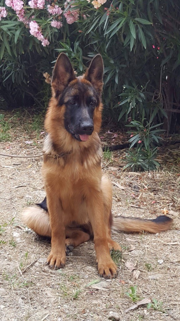 Accueil Elevage des fideles de la chataigneraie eleveur de chiens Berger allemand