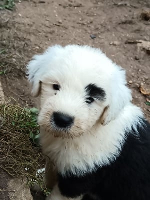 du Domaine des Bouleaux