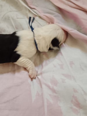 Les chiots de Bobtail