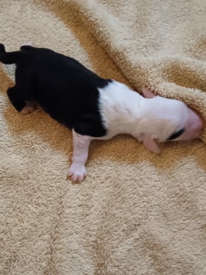 Les chiots de Bobtail