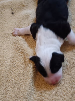 Les chiots de Bobtail