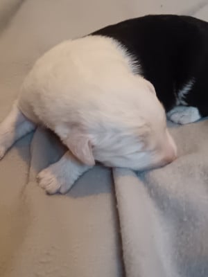 Les chiots de Bobtail