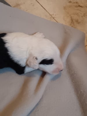 Les chiots de Bobtail