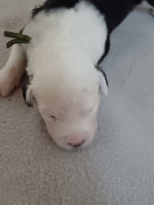 Les chiots de Bobtail