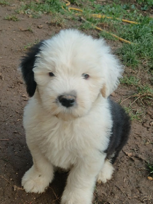 Les chiots de Bobtail