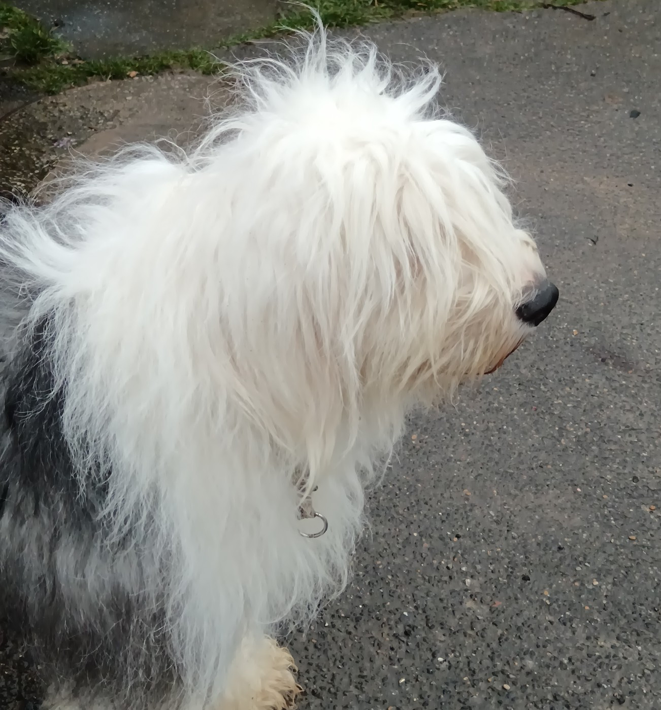 Tara du Domaine des Bouleaux - 1ere excellent meilleur de race cacib et cacs