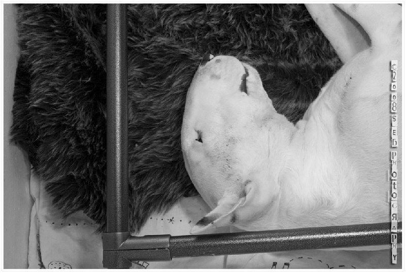 Publication : Madlab Auteur : Sébastien savarin