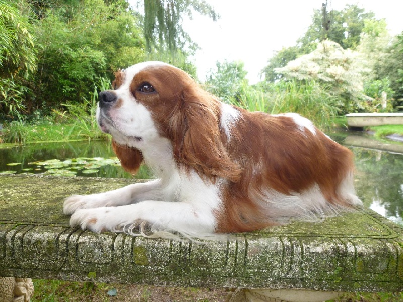 Publication : des Berberis Auteur : Elevage des Berberis