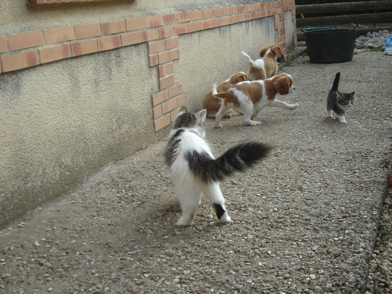 Publication : des Berberis Auteur : Elevage des Berberis