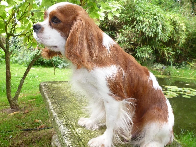 Publication : des Berberis Auteur : Elevage des Berberis