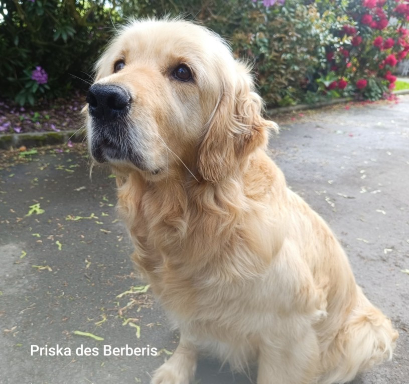 Priska des Berberis