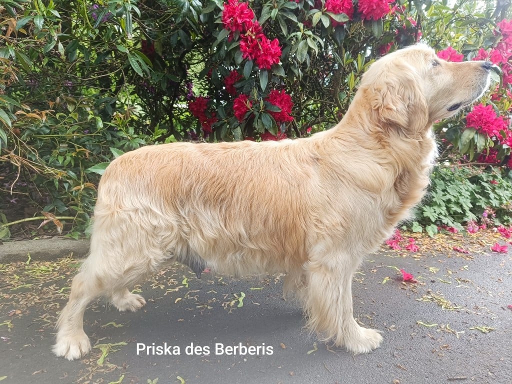 Priska des Berberis