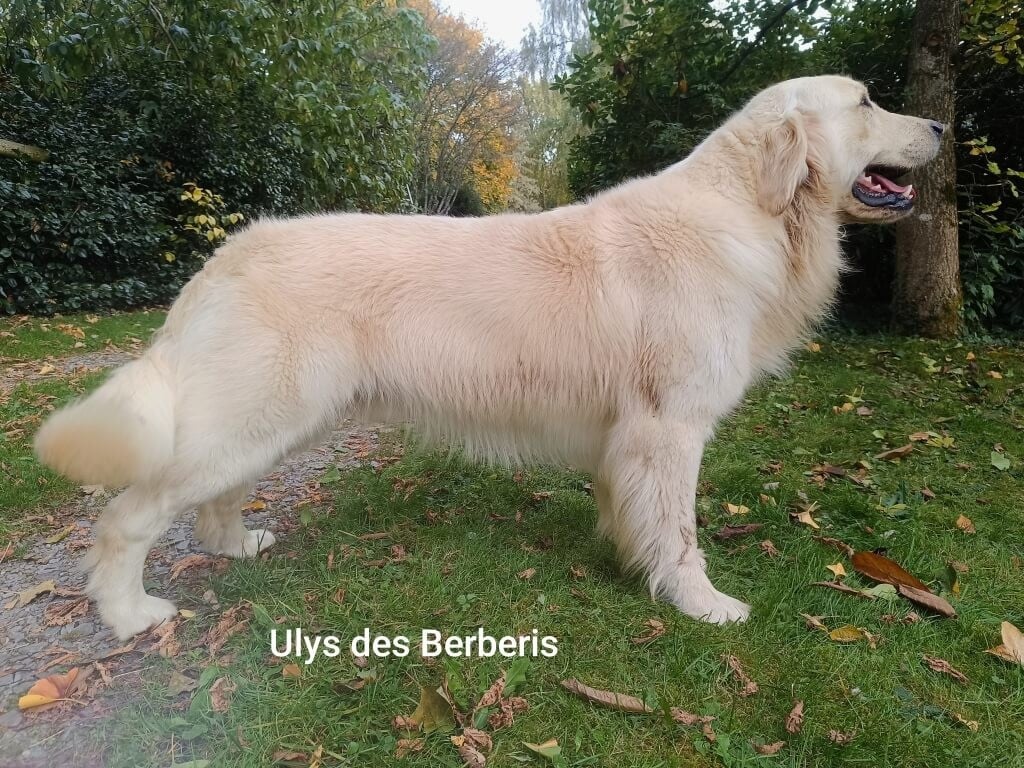 Publication : des Berberis Auteur : Valérie Bezin