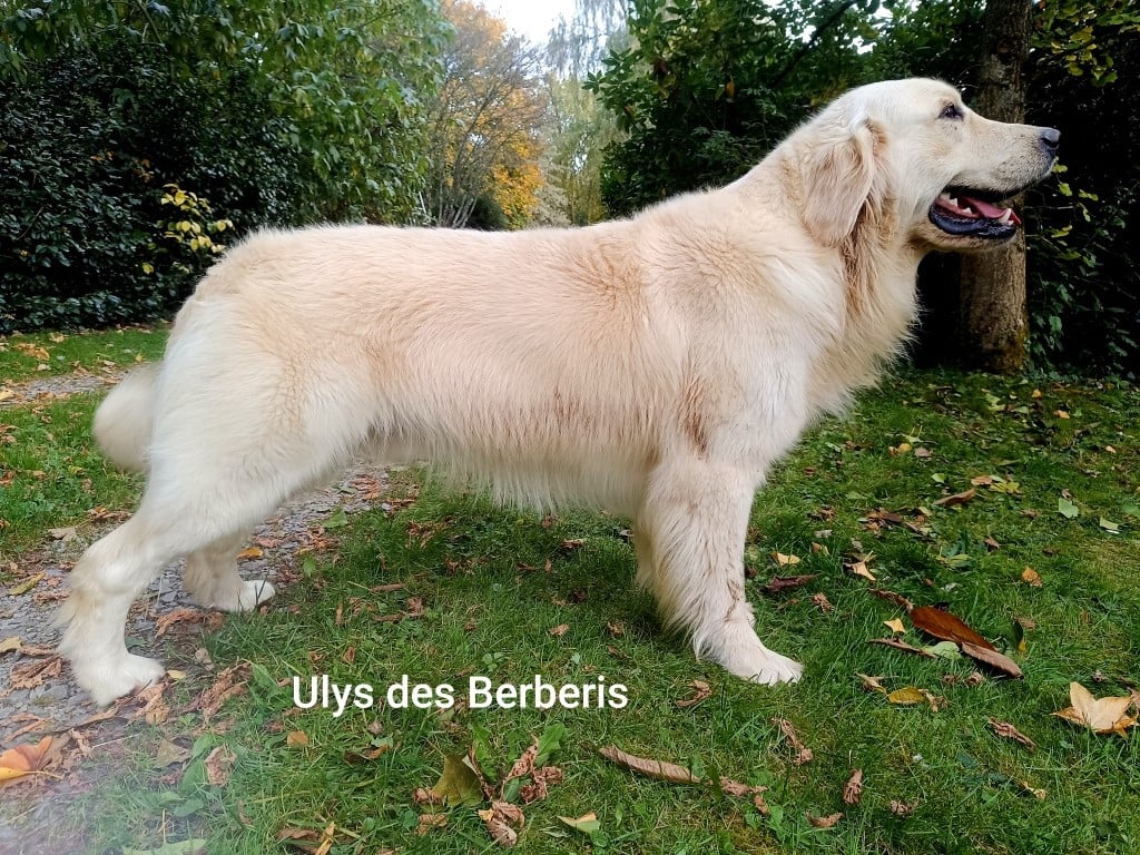 Publication : des Berberis Auteur : Valérie Bezin