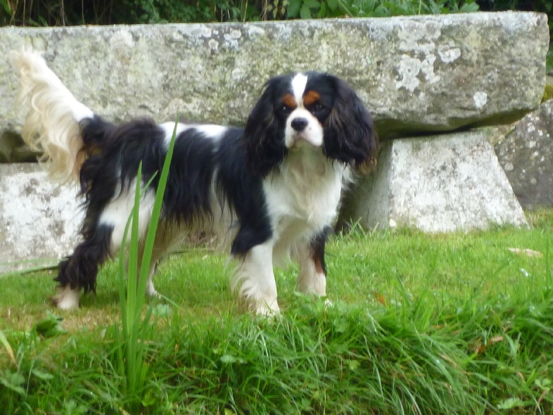 Publication : des Berberis Auteur : Elevage des Berberis