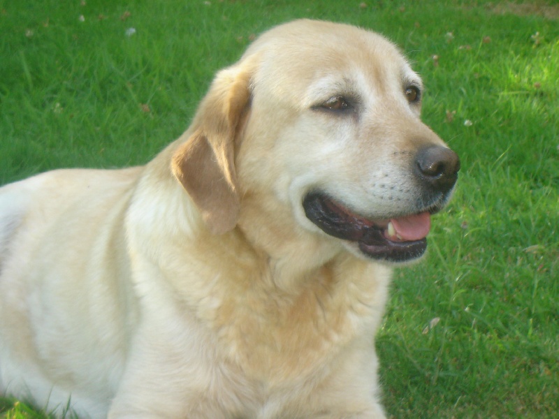 Publication : des Berberis Auteur : Thierry BEZIN