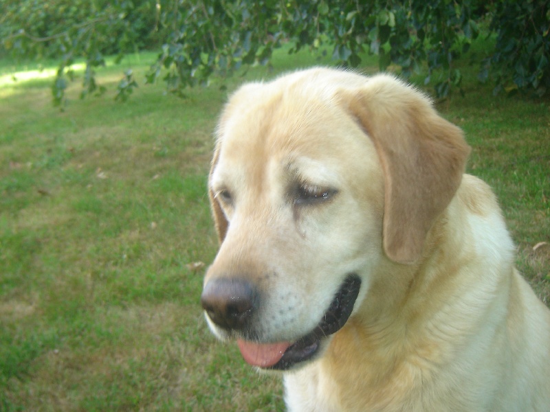 Publication : des Berberis Auteur : Thierry BEZIN