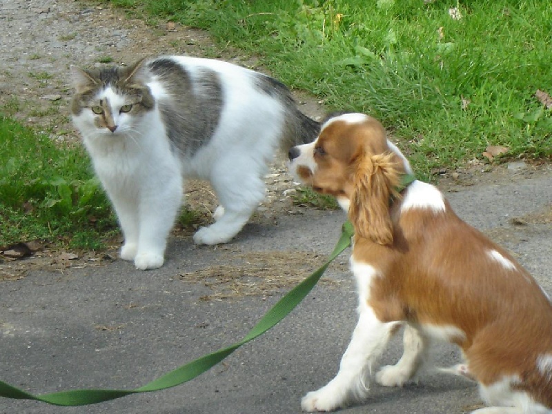 Publication : des Berberis Auteur : Elevage des Berberis