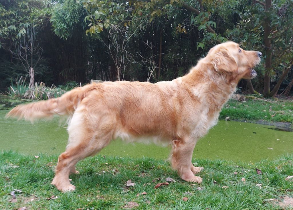 Publication : des Berberis Auteur : Élevage des Berberis