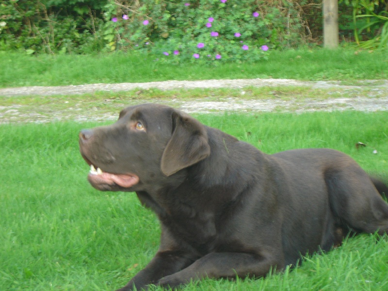 Publication : des Berberis Auteur : Thierry Bezin