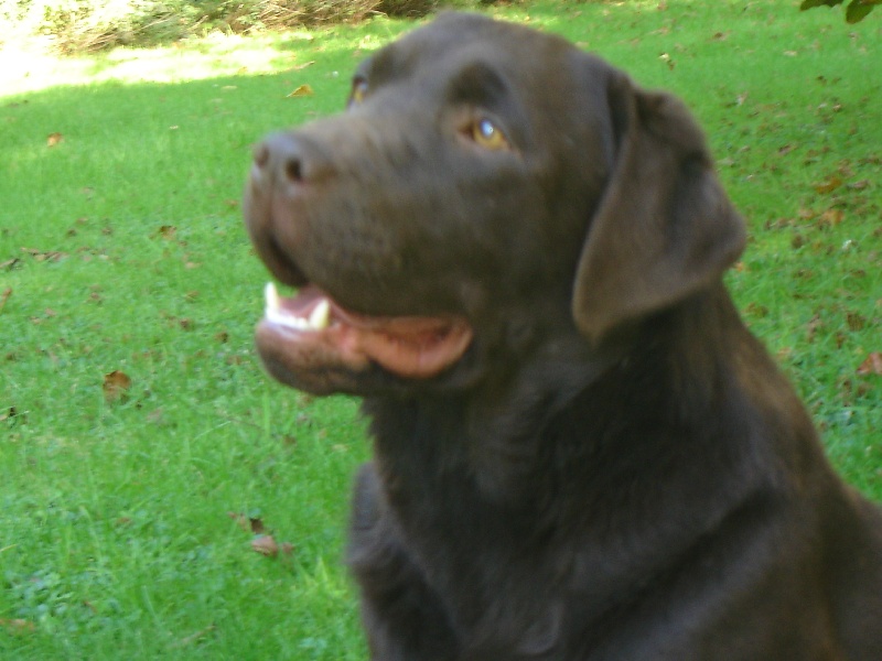 Publication : des Berberis Auteur : Thierry Bezin