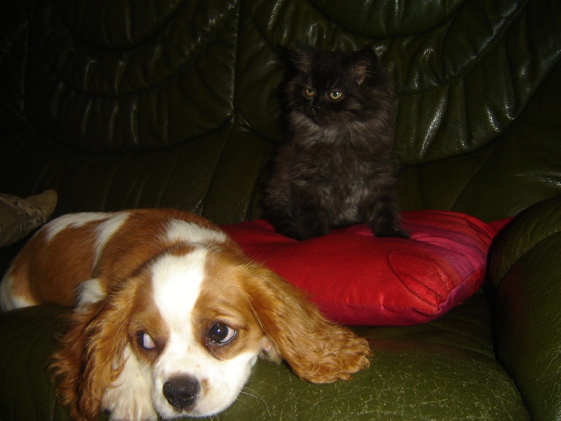 Publication : des Berberis Auteur : Elevage des Berberis