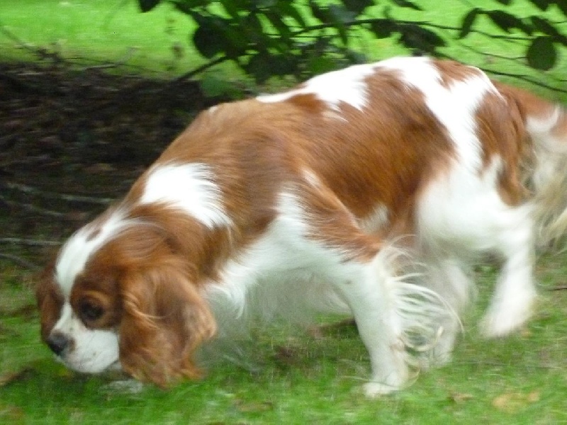 Publication : des Berberis Auteur : Elevage des Berberis