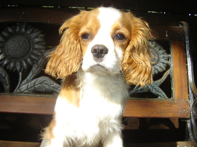 Publication : des Berberis Auteur : Elevage des Berberis